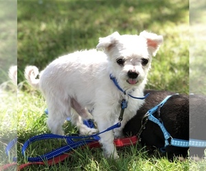 Maltese-Unknown Mix Dogs for adoption in Queen Creek, AZ, USA