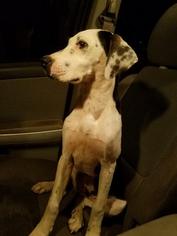 Medium Photo #1 Mutt Puppy For Sale in Midland, TX, USA