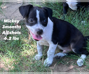 Chiweenie Dogs for adoption in Virginia Beach, VA, USA