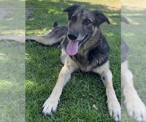 German Shepherd Dog Dogs for adoption in Riverside, CA, USA