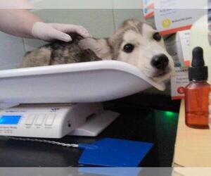 Siberian Husky-Unknown Mix Dogs for adoption in Tulsa, OK, USA