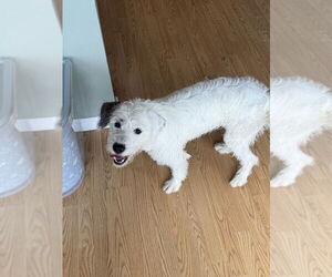 Medium Photo #8 Mutt Puppy For Sale in Springdale, PA, USA