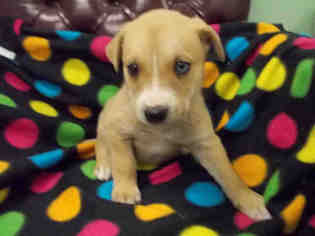 Medium Photo #1 Labrador Retriever Puppy For Sale in Rosenberg, TX, USA