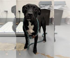 Mutt Dogs for adoption in Peoria, IL, USA