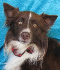 Border-Aussie Dogs for adoption in Cuba, NY, USA