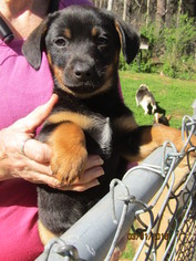 Doxie-Pin Dogs for adoption in Rutherfordton, NC, USA
