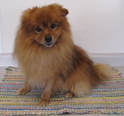 Small Pomeranian