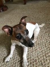 Jack Russell Terrier Dogs for adoption in Spring Lake, NJ, USA