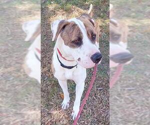 American Bulldog Dogs for adoption in Fort Lauderdale, FL, USA