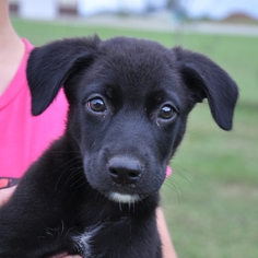 Mutt Dogs for adoption in Coweta, OK, USA