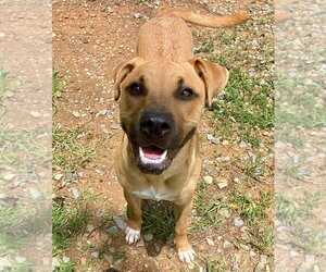 Mutt Dogs for adoption in Bryant, AR, USA