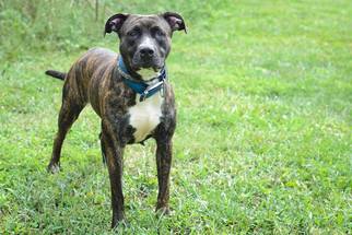 Boxer Dogs for adoption in Batavia, OH, USA