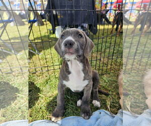 Labrador Retriever-Unknown Mix Dogs for adoption in Rockaway, NJ, USA