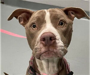 American Pit Bull Terrier Dogs for adoption in St. Cloud, FL, USA