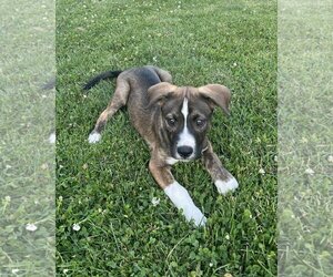 Mutt Dogs for adoption in Tonawanda, NY, USA