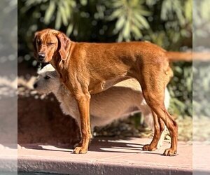 Medium Photo #1 Redbone Coonhound-Unknown Mix Puppy For Sale in Vail, AZ, USA