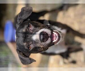 Boglen Terrier Dogs for adoption in Overland Park, KS, USA