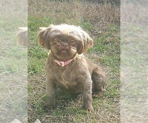 Shih Tzu Dogs for adoption in McKinney, TX, USA
