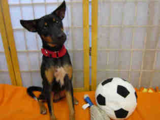 Basenji-Miniature Pinscher Mix Dogs for adoption in Santa Clara, CA, USA