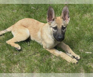 Mutt Dogs for adoption in Andover, MN, USA