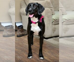 Labrador Retriever-Unknown Mix Dogs for adoption in Rockaway, NJ, USA