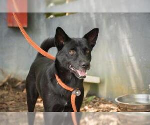 Kai Dog-Shiba Inu Mix Dogs for adoption in El Cajon, CA, USA