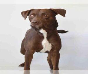 Mutt Dogs for adoption in Jackson, CA, USA