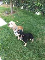 Cocker Spaniel Dogs for adoption in Sylmar, CA, USA