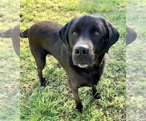Labrenees Dogs for adoption in Woodbury, NY, USA