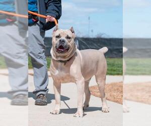 American Pit Bull Terrier-Unknown Mix Dogs for adoption in Derwood, MD, USA