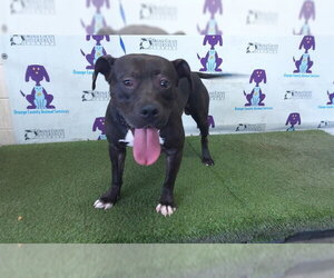 Mutt Dogs for adoption in Orlando, FL, USA