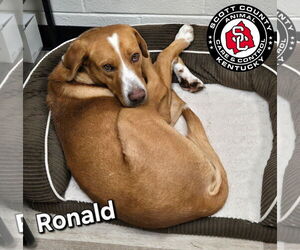 Mutt Dogs for adoption in Georgetown, KY, USA