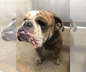 Bulldog Dogs for adoption in San Bernardino, CA, USA