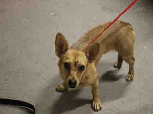 Medium Photo #3 Chihuahua-Unknown Mix Puppy For Sale in Modesto, CA, USA