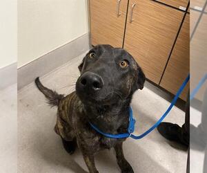 - Mix Dogs for adoption in Modesto, CA, USA