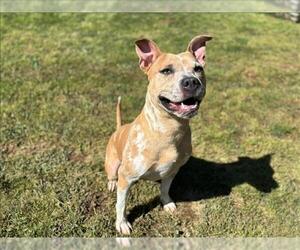 Medium Photo #1 Mutt Puppy For Sale in Grovetown, GA, USA