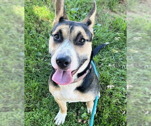 German Shepherd Dog-Unknown Mix Dogs for adoption in Sacramento, CA, USA