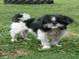 Medium Photo #1 Shih Tzu-Unknown Mix Puppy For Sale in Plano, TX, USA