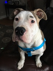American Pit Bull Terrier-Bulldog Mix Dogs for adoption in Rochester, NY, USA