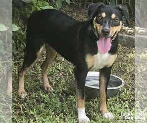 Labrador Retriever-Unknown Mix Dogs for adoption in Washington, DC, USA