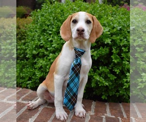 Beagle-Unknown Mix Dogs for adoption in Brownsboro, AL, USA