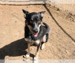 Australian Kelpie Dogs for adoption in Jamestown, CA, USA
