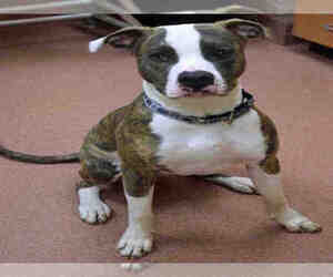 Boxador Dogs for adoption in Ogden, UT, USA