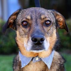 Shepradors Dogs for adoption in El Cajon, CA, USA