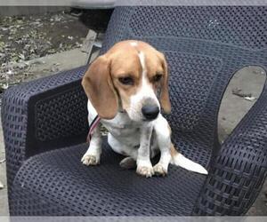 Beagle Dogs for adoption in Newport, KY, USA