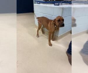 Vizsla Dogs for adoption in San Angelo, TX, USA