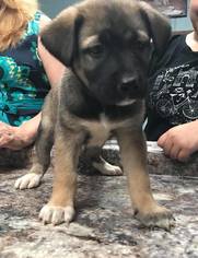 Pembroke Welsh Corgi Dogs for adoption in Clarkesville, GA, USA