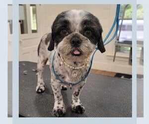 Shih Tzu-Unknown Mix Dogs for adoption in Canton, CT, USA