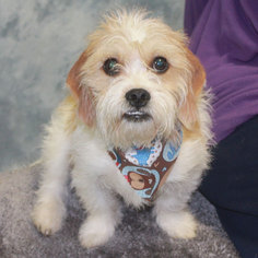 Bea-Tzu Dogs for adoption in Garfield Heights, OH, USA