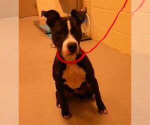 Mutt Dogs for adoption in Sanford, FL, USA